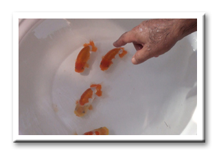 らんちゅう 飼育法