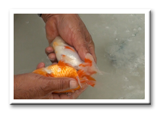 らんちゅう 飼育法